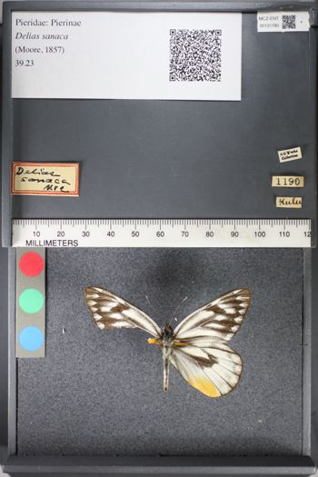 Media type: image;   Entomology 131780